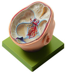 Gehirn & Nervensystem